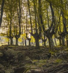 Un Écrin de Nature – Forêt et Rivière de Saint-Amand-les-Eaux