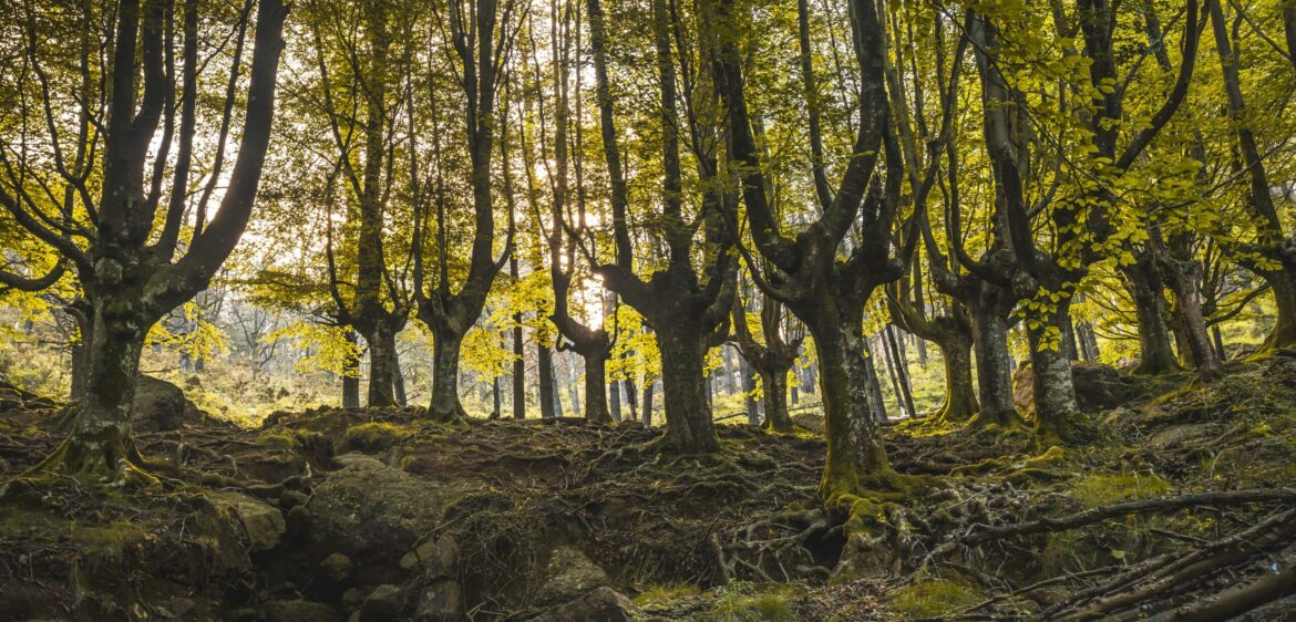 beech-forest-on-the-path-up-to-monte-adarra-in-urn-2024-12-09-02-27-45-utc-min beech-forest-on-the-path-up-to-monte-adarra-in-urn-2024-12-09-02-27-45-utc-min