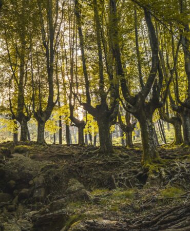 beech-forest-on-the-path-up-to-monte-adarra-in-urn-2024-12-09-02-27-45-utc-min beech-forest-on-the-path-up-to-monte-adarra-in-urn-2024-12-09-02-27-45-utc-min