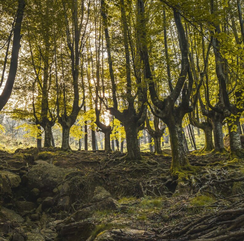 beech-forest-on-the-path-up-to-monte-adarra-in-urn-2024-12-09-02-27-45-utc-min